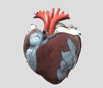 Heart Organ 3d model