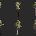 Trees In Various Forms With Green Foliage Tall Trunks And Different Poses Displayed 3d model