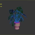 Monstera Plant With Large Green Leaves In Beige Ceramic Pot For Indoor Decor