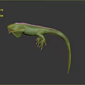 Lizard Anime Lizard Chameleon Cartoon Lizard Reptile Cold Blooded Animal Reptile Class 3d model