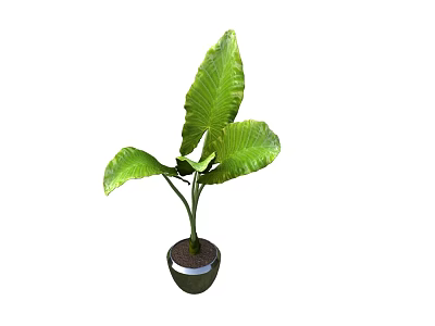 Lush Green Potted Plant with Large Leaves in Black Ceramic Pot 3d model