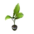 Lush Green Potted Plant with Large Leaves in Black Ceramic Pot