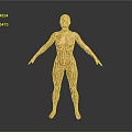Golden Human Figure Sculpture With Circuit Mechanical Texture Standing Pose And Gray Gradient Background