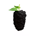 Fresh Ripe Black Mulberry Fruit With Green Leaves And Stem