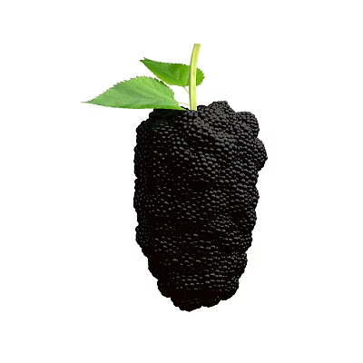 Fresh Ripe Black Mulberry Fruit With Green Leaves And Stem 3d model Fresh Ripe Black Mulberry Fruit With Green Leaves And Stem 3d model
