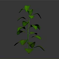 Vibrant Green Plant With Upright Stem And Fresh Green Leaves On Gray Background