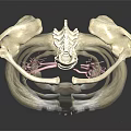 Detailed Human Anatomy Model Displaying Internal Organs And Hair Structure For Education