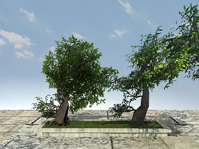 Two Arbor Trees In Stone Planter With Green Foliage On Stone Pavement And Blue Sky 3d model