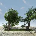 Two Arbor Trees In Stone Planter With Green Foliage On Stone Pavement And Blue Sky