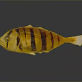 Colorful Fish with Yellow Black Stripes White Belly and Tail on Dark Background with Reflection