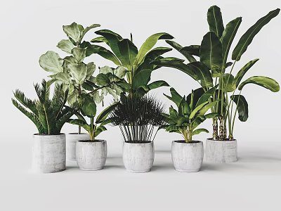Assorted Large Leaf Potted Plants in White Concrete Pots for Indoor Decor 3d model