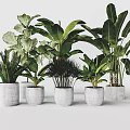Assorted Large Leaf Potted Plants in White Concrete Pots for Indoor Decor 3d model