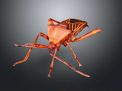 Reddish Brown Insect With Distinctive Patterns Long Antennae Legs 3D Rendered Isolated Dark Background 3d model