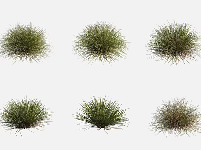 Various Aquatic Plants With Different Green Foliage And Natural Growth Forms 3d model