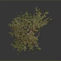 Ornamental Tree With Green Leaves Red Fruits And Red Trunk On Gray Background