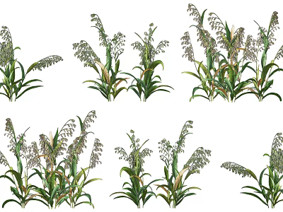Crop Plants With Green Leaves And Seed Spikes Growing Naturally 3d model