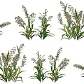 Crop Plants With Green Leaves And Seed Spikes Growing Naturally