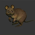 Cute 3D Cartoon Kangaroo Character With Brown Fur And Big Ears