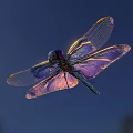 Vibrant Dragonfly With Iridescent Purple Blue Wings And Shiny Blue Body Flying Against Dark Background