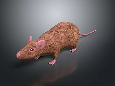 3D Rendered Brown Mouse With Pink Ears And Tail On Dark Background With Reflection 3d model