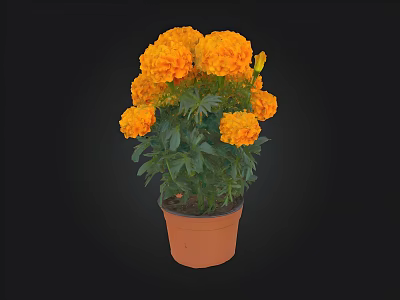 Orange Marigold Potted Plant with Brown Clay Pot and Green Leaves 3d model
