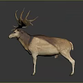 Majestic Brown And White Deer With Large Antlers Standing On Dark Background