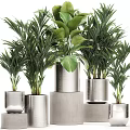 Green Leafy Potted Plants In Silver Metallic Pots With Various Sizes And Decorative