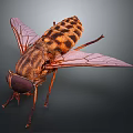 Detailed Striped Fly With Transparent Wings And Compound Eyes On Dark Background