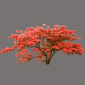 Vibrant Red Flowering Tree With Dense Blooms Sturdy Trunk And Light Background 3d model