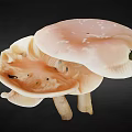 Edible Light Pink and White Mushrooms with Fresh Caps and Stems on Black Background