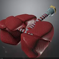 3D Anatomical Organ Model With Red Tissue And Hair Like Striped Appendages