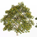 Various Types of Arbor Trees Showcasing Diverse Foliage Colors and Forms