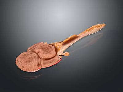 Brown Tadpole With Textured Body Large Head And Slender Tail On Dark Background 3d model