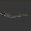 Anatomical Fish Skeleton Organ Structure Featuring Bone Framework And Details