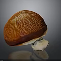 Mushroom Organ Like Structure With Hair Like Texture On Red Orange Cap And White Stem
