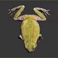 Vibrant Yellow Frog With Large Black Eyes And Pinkish Legs On Dark Surface