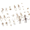 Various Skeleton Models in Different Poses for Educational and Display Use 3d model