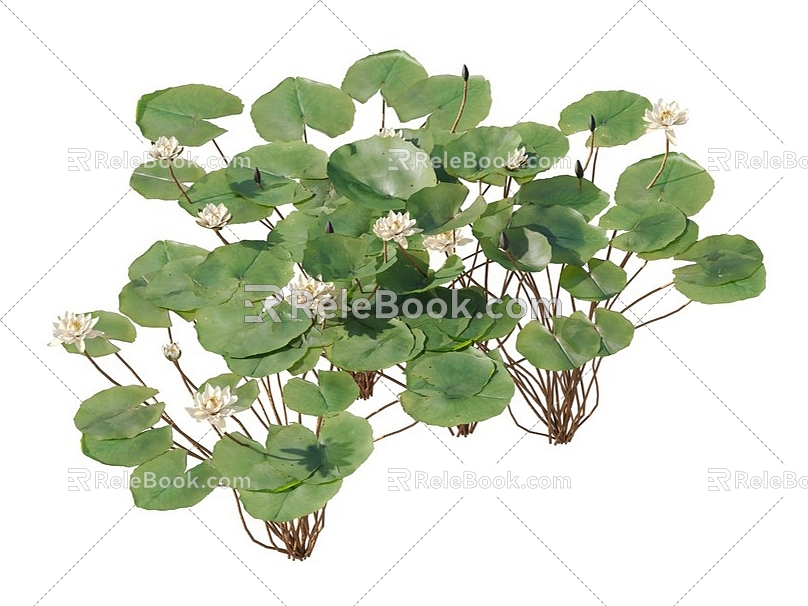 lotus water lily flower white water lily lotus water lotus lotus lotus lotus flower lotus lotus flower lotus flower water cheese floating plants aquatic plants algae aquatic plants 3d model