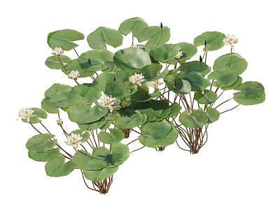 Aquatic Plants with Green Leaves and White Flowers in Natural Growth 3d model