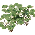 lotus water lily flower white water lily lotus water lotus lotus lotus lotus flower lotus lotus flower lotus flower water cheese floating plants aquatic plants algae aquatic plants 3d model