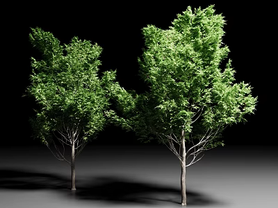 Two Tall Arbor Trees With Lush Green Foliage And Dense Branches 3d model