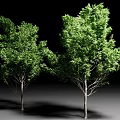 Two Tall Arbor Trees With Lush Green Foliage And Dense Branches