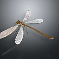 Close Up View Of Dragonfly With Transparent Wings Green Eyes And Orange Body