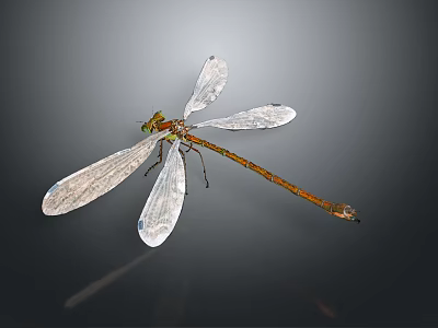 Close Up View Of Dragonfly With Transparent Wings Green Eyes And Orange Body 3d model