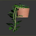 Pothos Plants in Terracotta Pots with Long Green Vines and Lush Leaves