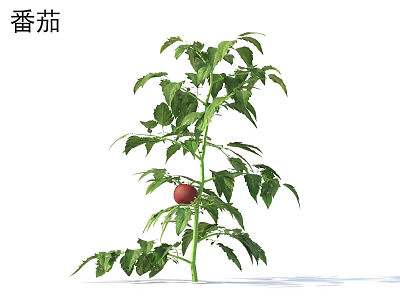 Ripe Red Tomato Growing On Green Leafy Plant With Fresh Foliage 3d model