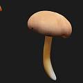 Organic Fresh Edible Mushrooms Large Light Brown and Small Orange Varieties
