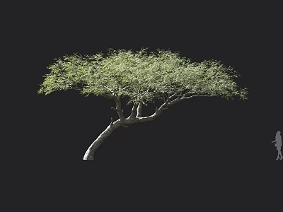 Lush Green Arbor with Curved Trunk and Lush Foliage Standing Against Black Background with Small Human Figure 3d model