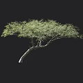 Lush Green Arbor with Curved Trunk and Lush Foliage Standing Against Black Background with Small Human Figure