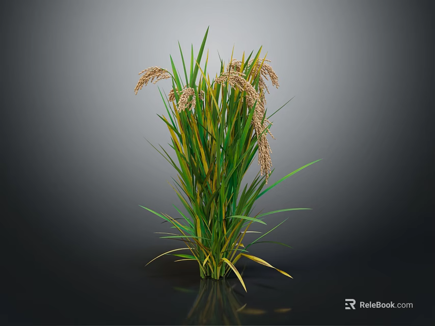 Green Reed Plant with Green Yellow Striped Leaves Brown Spikes Against Dark Background and Reflection 3d model 